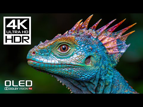 JAW DROPPING 🤯 Dolby Vision 4K HDR 120 FPS