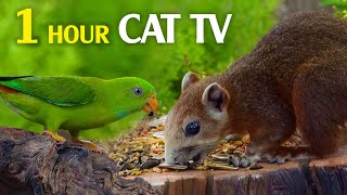 Forest Friends In Summer Wonderland - Video For Cats - Squirrels For Cats