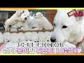 [TV 동물농장 레전드] ’초보 엄마 봉이와 진도 10남매’ 풀버전 다시보기 I TV동물농장 (Animal Farm) | SBS Story