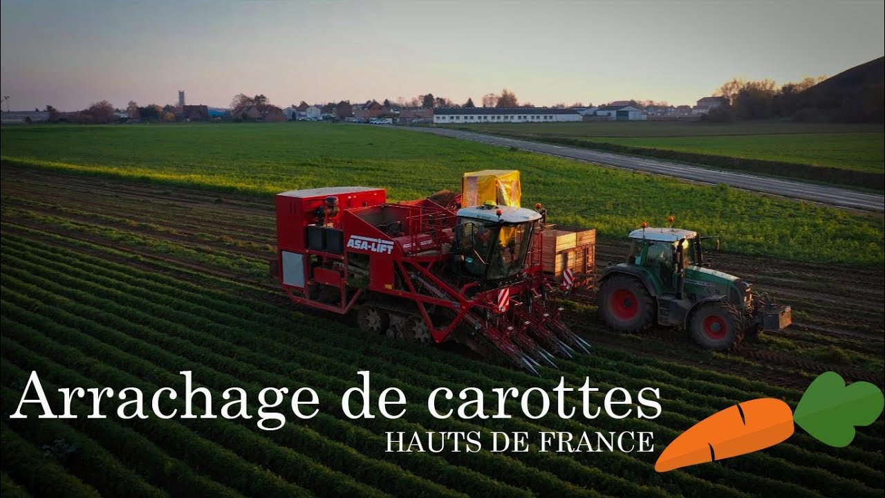 CHANTIER UNIQUE EN FRANCE ! 🇨🇵 Arrachage de carottes en Hauts de France 🥕