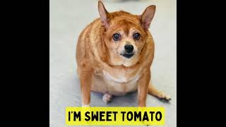 Watch the TransFURmation of Sweet Tomato at Muttville, San Francisco! by Muttville Senior Dog Rescue 1,045 views 4 months ago 1 minute, 27 seconds