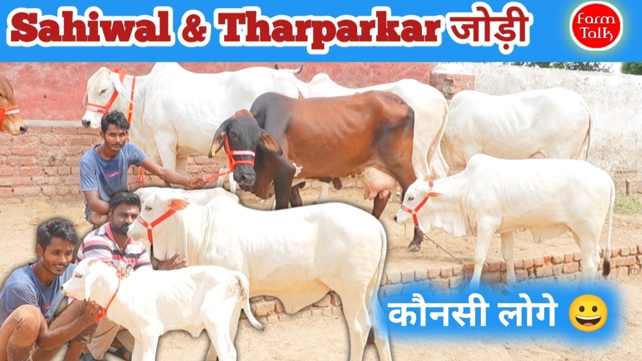 रानी Tharparkar Cow & Heifer 👉 8 Cow Lot Available 👌 Chouhan Dairy Farm 🥳 Sahiwal Rathi Cross Breed