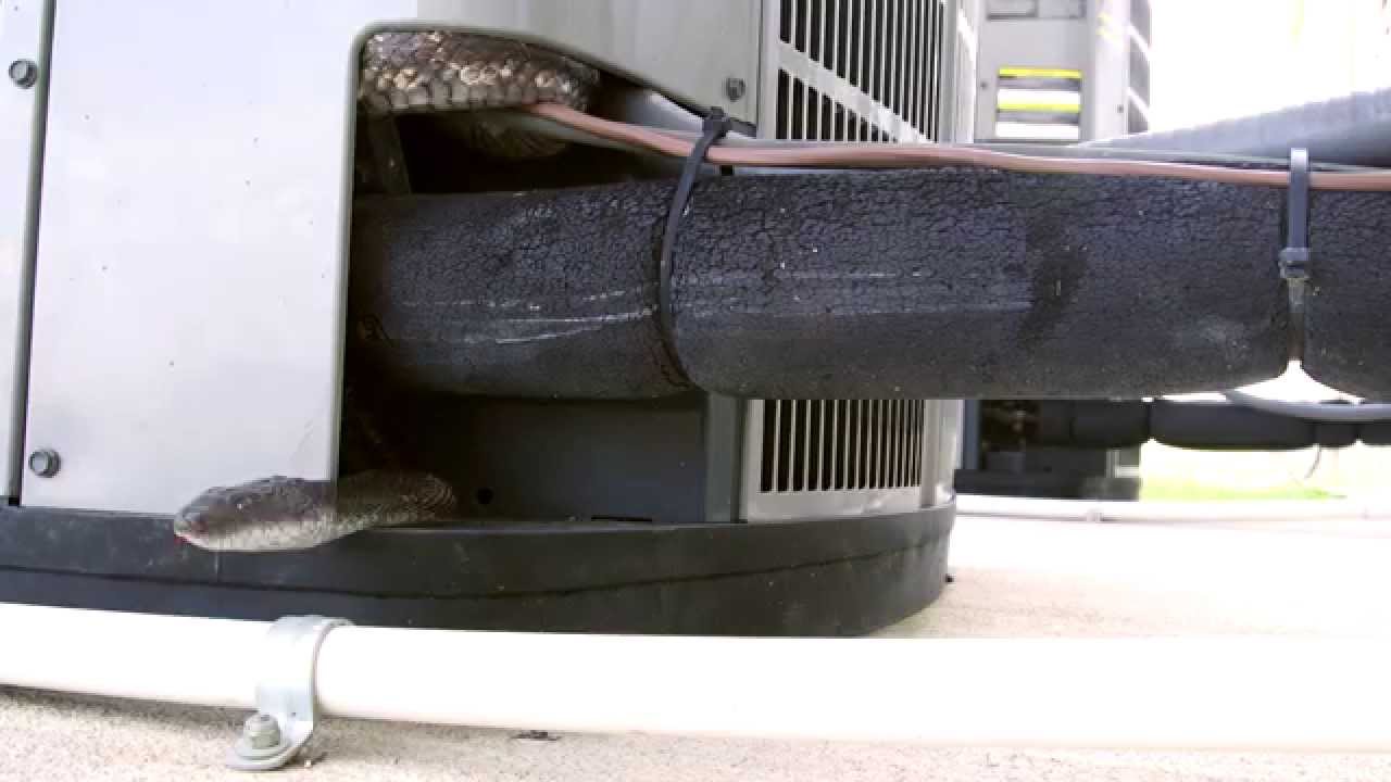 Large Snake Crawls out of Air Conditioner! - YouTube