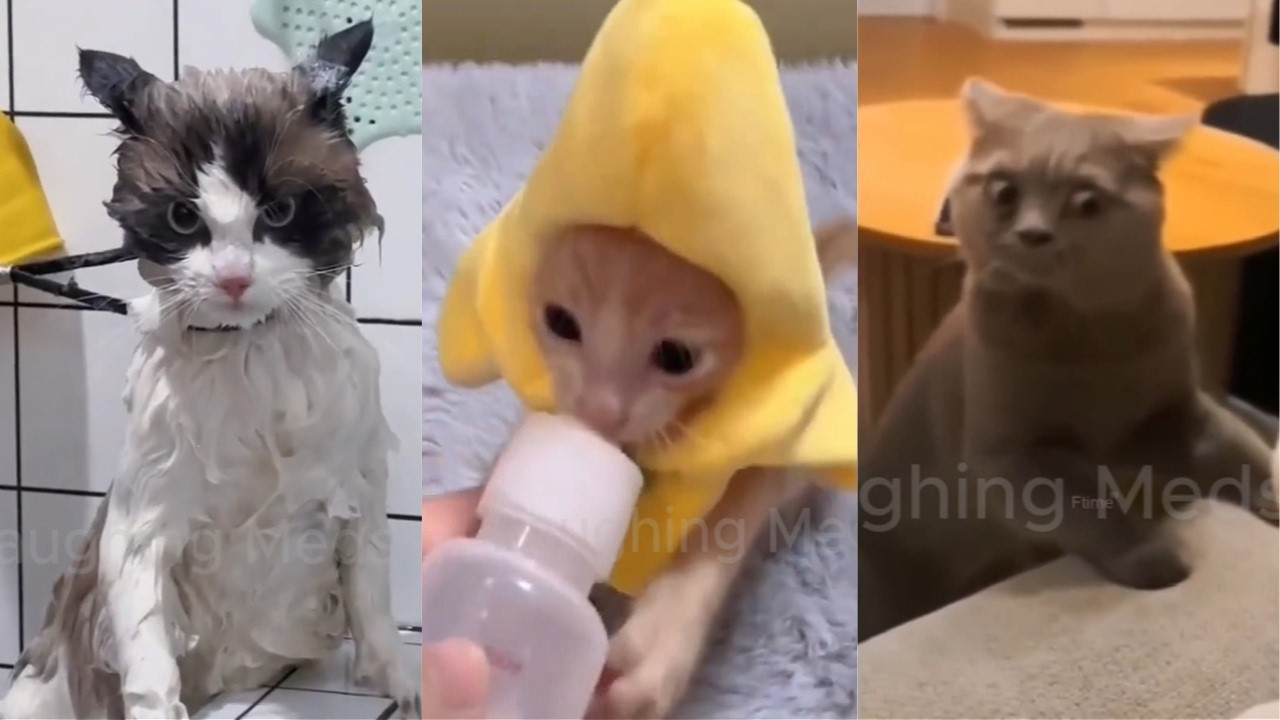 Cats Being Funny For No Reason 🤣 Funniest Cats