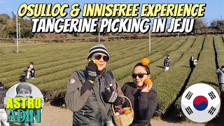Southwest Jeju Tour | Osulloc Tea Museum, Innisfree Jeju House & Tangerine Picking 🇰🇷