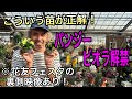 【寄せ植え】遂に来た☆プレミアムビオラ！花友の裏側映像もあり♪