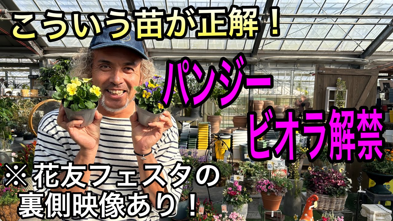 【寄せ植え】遂に来た☆プレミアムビオラ！花友の裏側映像もあり♪