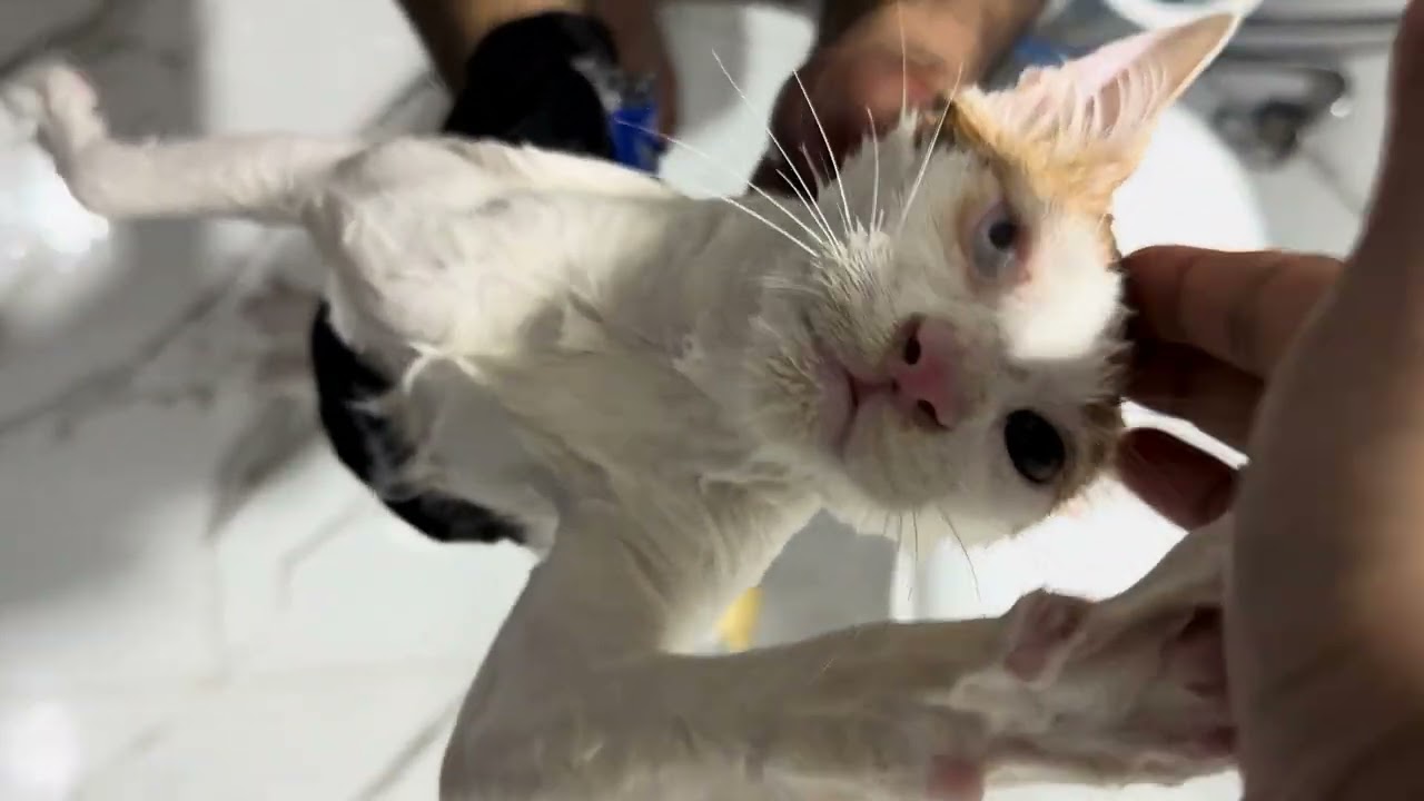 Ye ladka bhot ziddi hai clean karne nahi deta 🙄🙄 #streetoo #cats #cute #catvideos #kitten #viral 