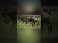 Buffalo Turning Back to Counterattack a Pride of Lions