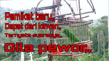 Burung Serindit..Pemikat Baru.Ternyata Ini Bunyi Nya//