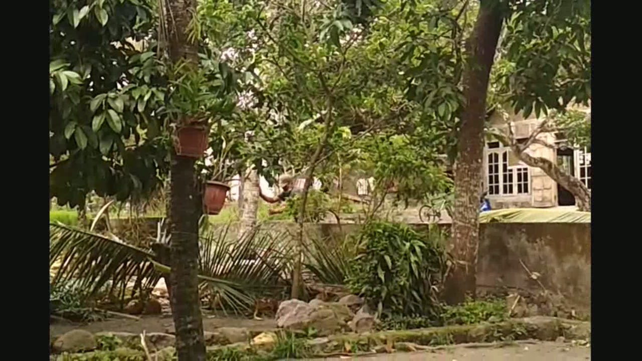 Cara menebang pohon kelapa di depan rumah part 2 2 YouTube
