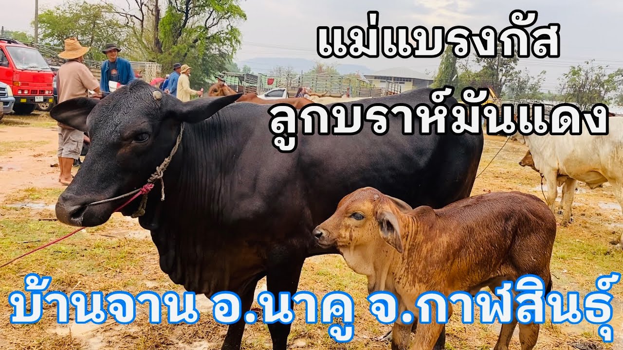 #วัวแบรงกัสดำ #วัวชาร์โรเล่ส์ #วัวไทย #ราคาวัววันนี้ 24 ก.พ.2569 #ตลาดวัวบ้านจาน #อำเภอนาคูกาฬสินธุ์