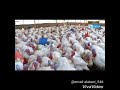تربية الديك الرومي في غزة الحبش    