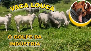 🔻🔻VACA LOUCA ! MAIS UMA VEZ O PRODUTOR QUE PAGA A CONTA 🔻🔻