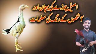 Aseel Chozays Eye Color Information