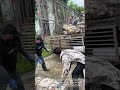 Heavy Livestock Loading! Workers Move Large Animals into Transport Truck