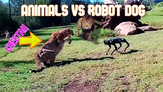 ANIMALS vs ROBOT DOG - Cheetah Attacks Robot Dog