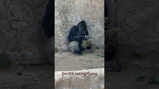 Gorilla eating Grass - ABQ zoo 5/20/23