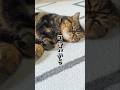 床に猫が落ちてたので覗いてみたら…可愛すぎて語彙力失いました。#猫