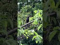 Скворцы кричат на кошку