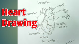 How To Draw Human Heartসহজ পদধতত মনব হৎপণড অকন