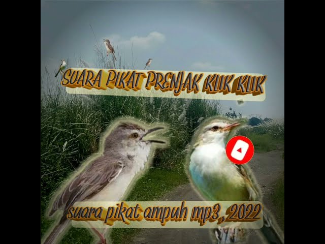 suara pikat burung prenjak klik klik, suara burung ciblek sawah mp3. suara pikat ampuh 2022. class=