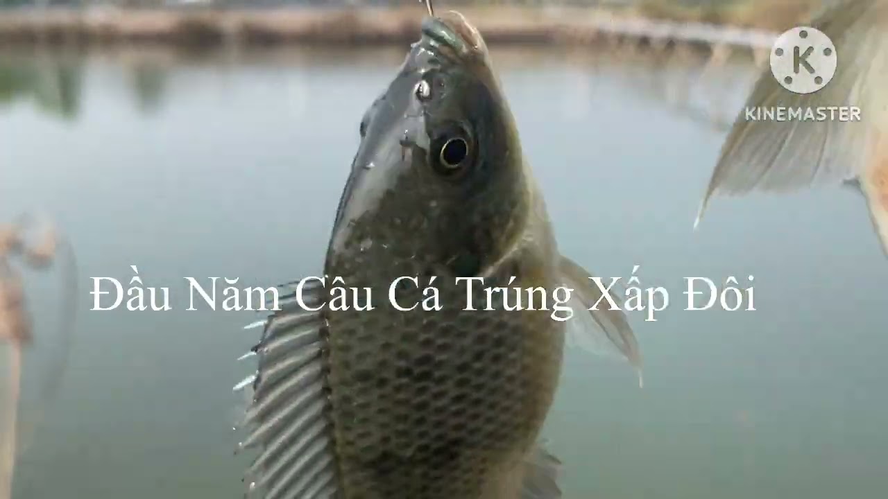 Đầu Năm Mới Câu Cá Trúng Xấp Đôi) Giật Mãi Không Biết Chán 