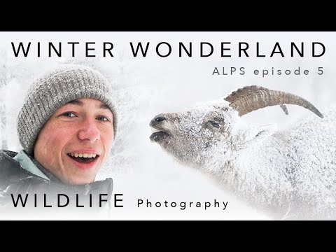 Video: Winter Wonderland Fotogalerie