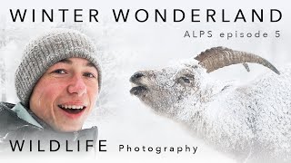 Wildlife Photography in Winter Wonderland ⎸ ALPS  ep. 5