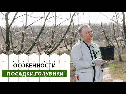 Особенности посадки голубики