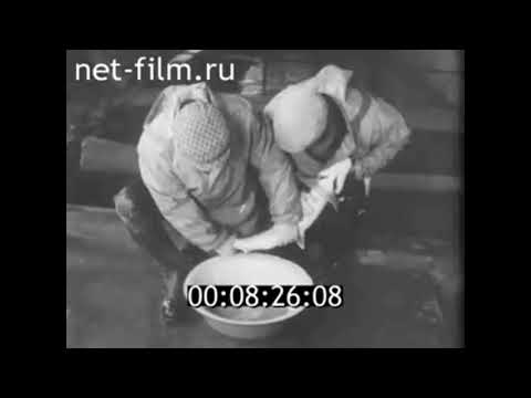 1969г. Осетр и белорыбица в Каспийском море