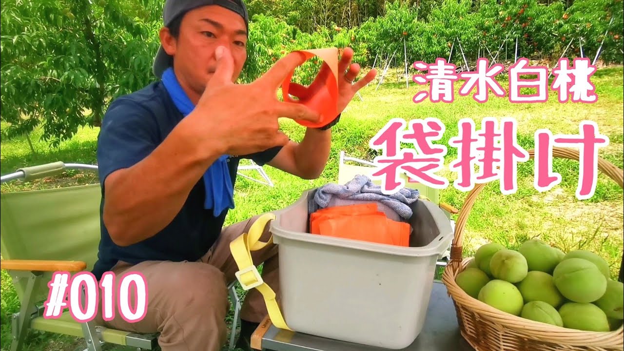 袋掛け【桃】くらねら果樹園