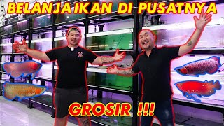 VIRAL!!! PUSAT GROSIR IKAN ARWANA SUPER RED 1JTan