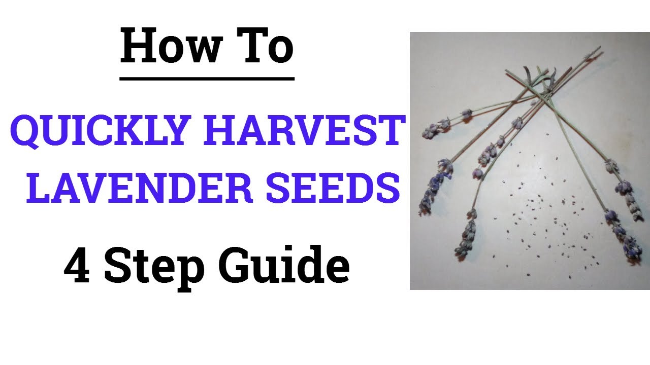 morning glory from seed Bulk Morning Glory Seeds