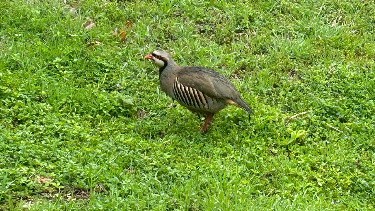 Tomatoes Found a Home- Garden Update