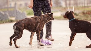 Introducing a New Pet to Your Boxer Household by Doggoland USA 181 views 3 weeks ago 4 minutes, 42 seconds