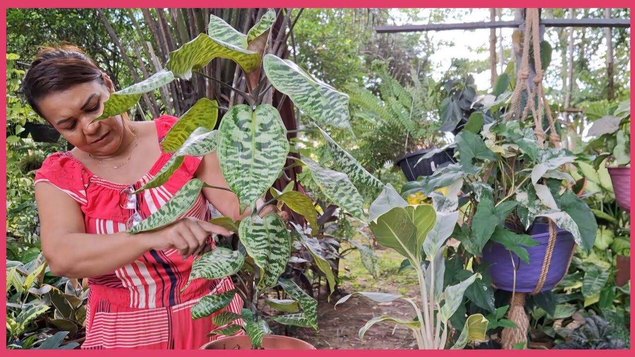 MINHA COLEÇÃO DE DRACENAS COLORIDAS 😍 #plantas #jardim 