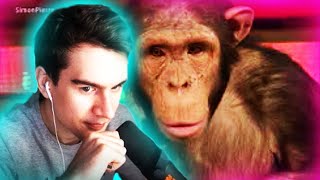 Братишкин Смотрит: Обезьяны Реагируют на Фокусы | Monkeys react to magic