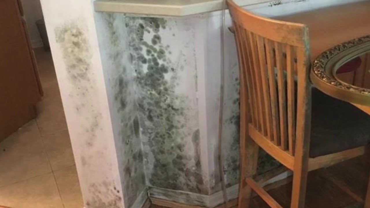 Mold Remediation YouTube