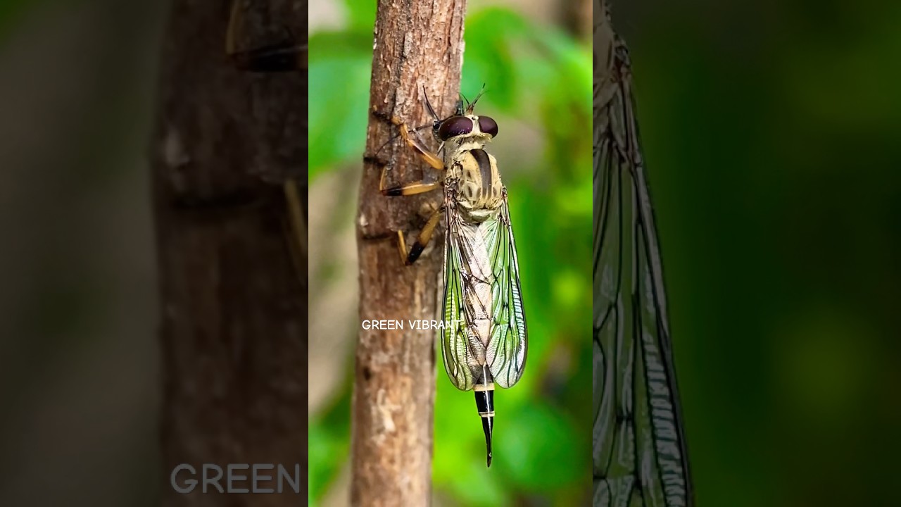 Amazing right? Found this robberfly on my garden, hope it’s finding preys to feed 