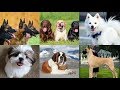 Which Dog You Should Buy For The First Time? | पहली बार Dog खरीद रहे हो तो ये Video जरूर देखे