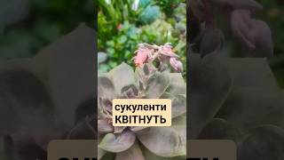 СУКУЛЕНТИ КВІТНУТЬ #квіти #рослини #алое #aloevera #aloe #flowers #blumen #beautiful #кактус #цвет