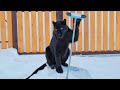 Last week of 2023 with Luna the panther and family 🎄🐾❤️(ENG SUB)