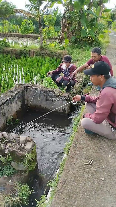 Strike Ikan Nila Besar di Selokan Kecil