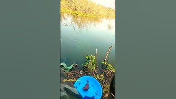 Mùa câu cá rô phi #shorts #drahjantv