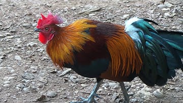 dib tuaj tus lau qaib qus txuam(ต่อเข้าไก่ป่าลูกผสมเลือดสูง)