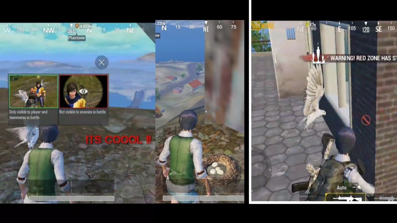 Where to find Companion (Falcon) in Pubg | season7 | Falcon Eggs