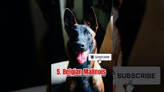 Top 10 Dog Guard Breeds In The World.