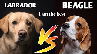 Labrador Vs Beagle which is best for you ?