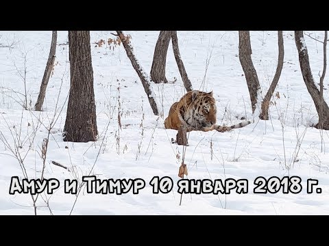 АМУР И ТИМУР 10 ЯНВАРЯ 2018 г. АМУР И ТИМУР 10 ЯНВАРЯ 2018 г.